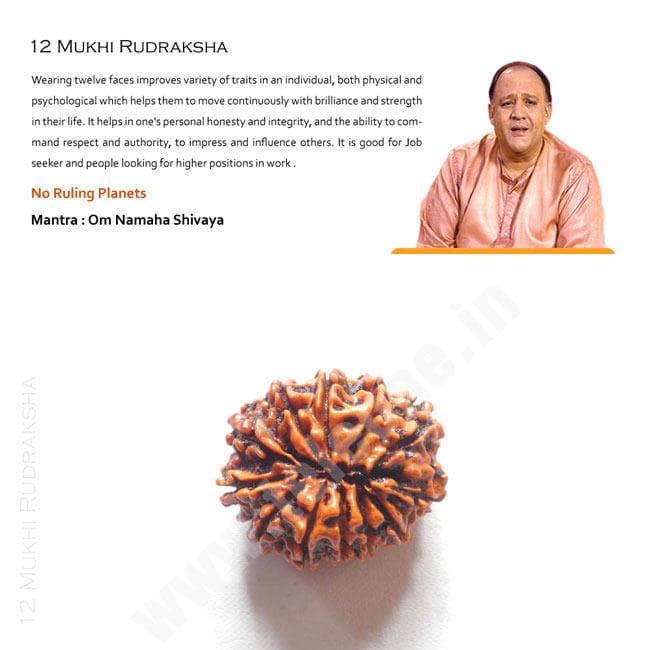 12 Mukhi Rudraksha