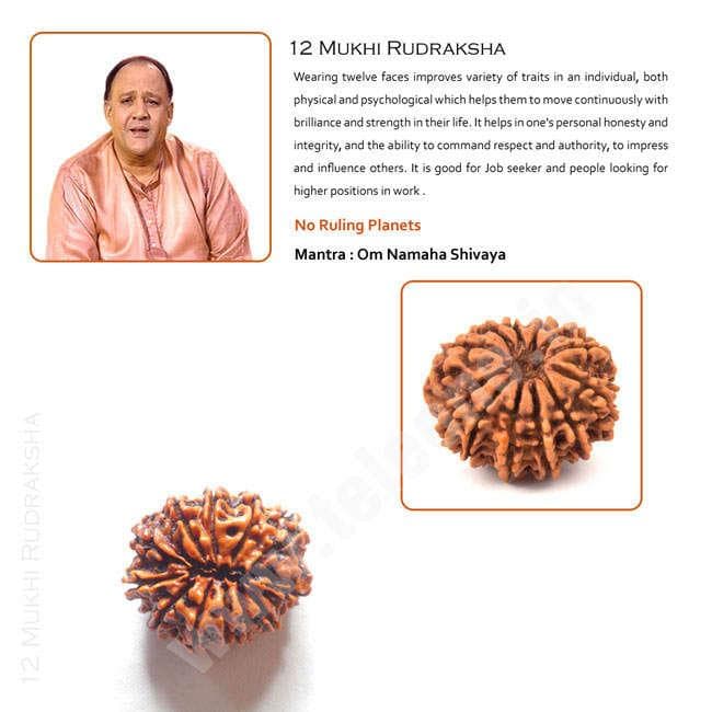 12 Mukhi Rudraksha