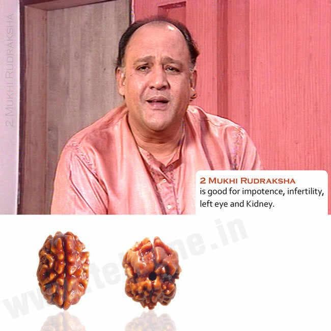 2 Mukhi Rudraksha