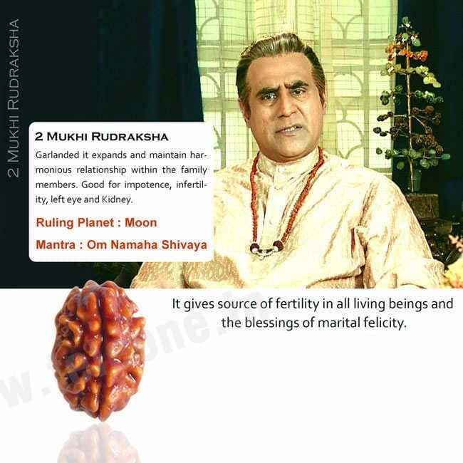 2 Mukhi Rudraksha