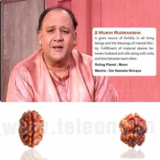 2 Mukhi Rudraksha