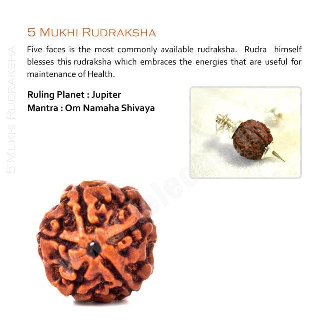 5 Mukhi Rudraksha