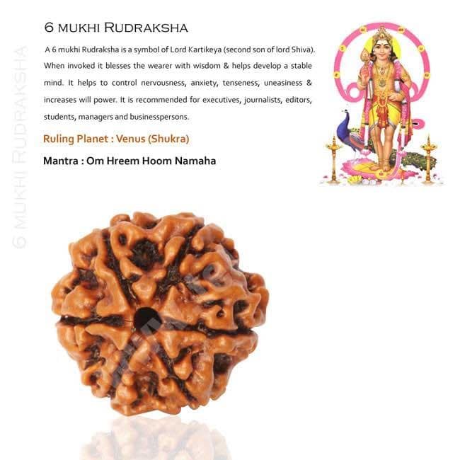 5 Mukhi Rudraksha