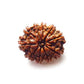 10 Mukhi Rudraksha