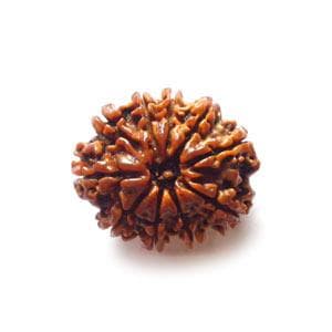 10 Mukhi Rudraksha