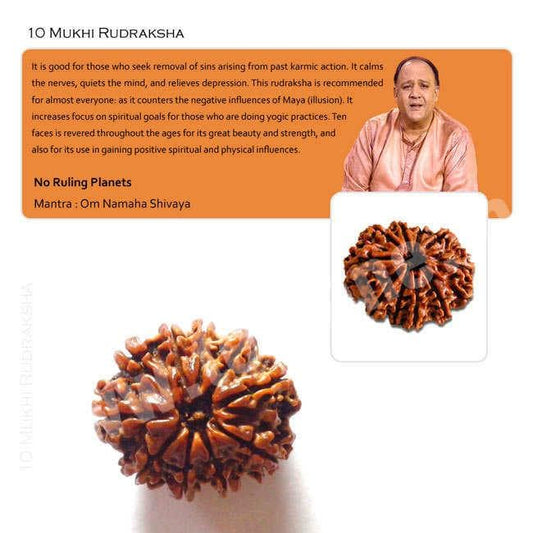 10 Mukhi Rudraksha