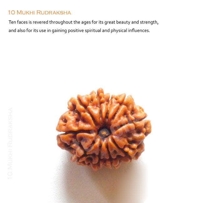 10 Mukhi Rudraksha