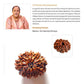 10 Mukhi Rudraksha