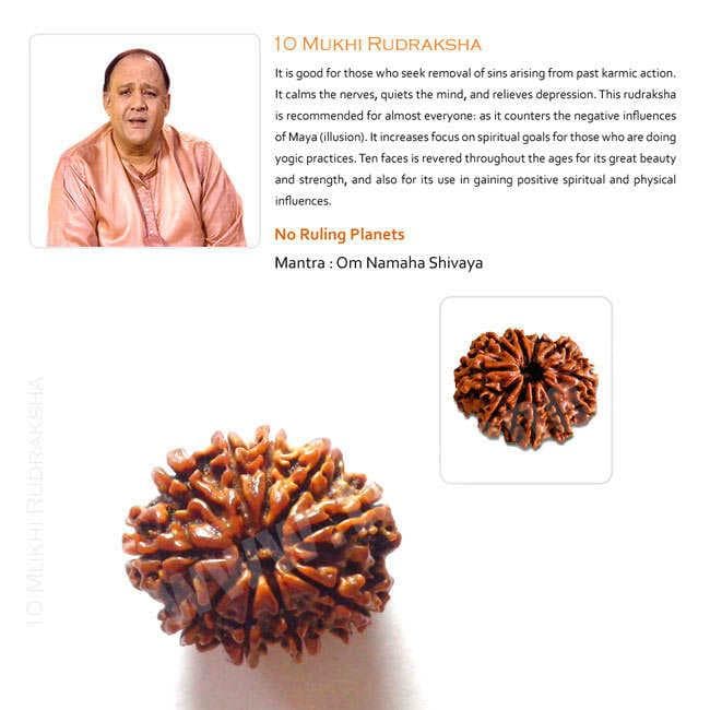 10 Mukhi Rudraksha