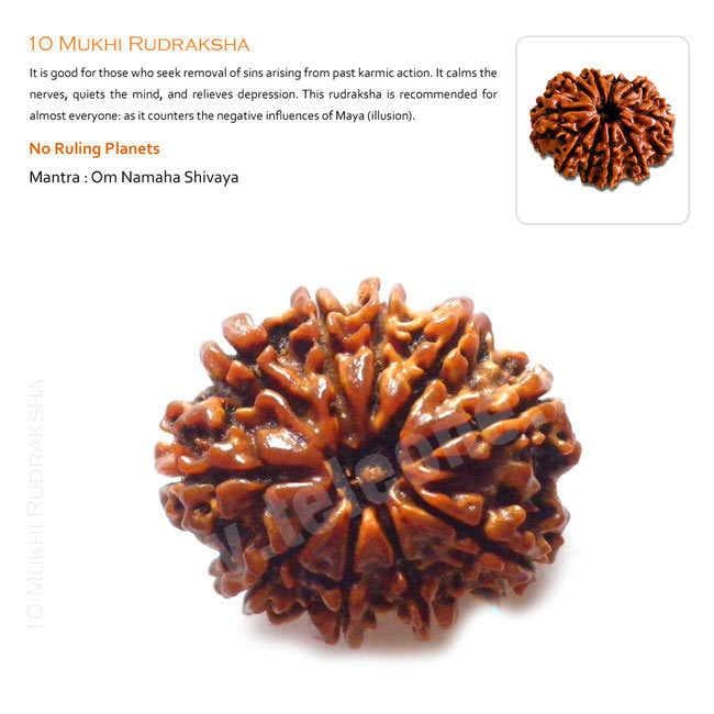 10 Mukhi Rudraksha