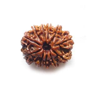 11 Mukhi Rudraksha