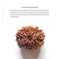 11 Mukhi Rudraksha