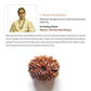 11 Mukhi Rudraksha