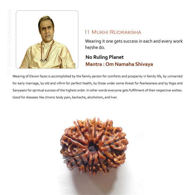 11 Mukhi Rudraksha