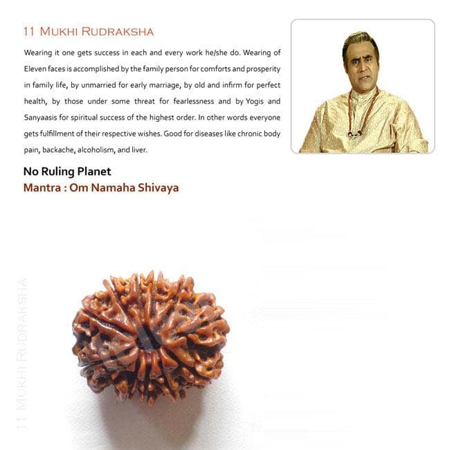 11 Mukhi Rudraksha