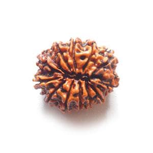 12 Mukhi Rudraksha