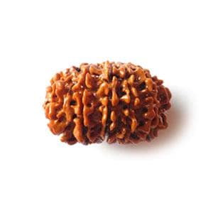 13 Mukhi Rudraksha