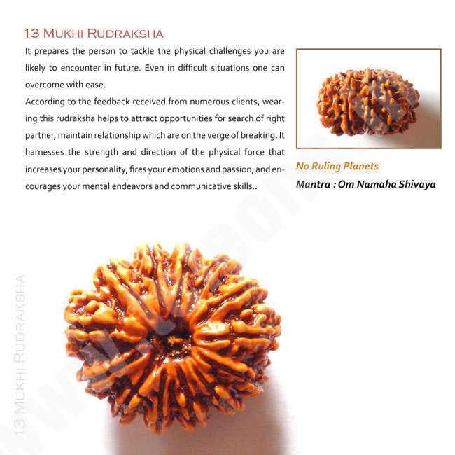 13 Mukhi Rudraksha