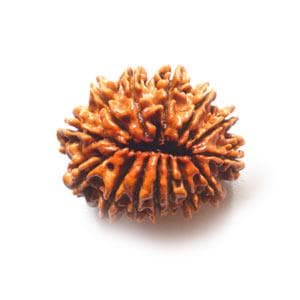 14 Mukhi Rudraksha