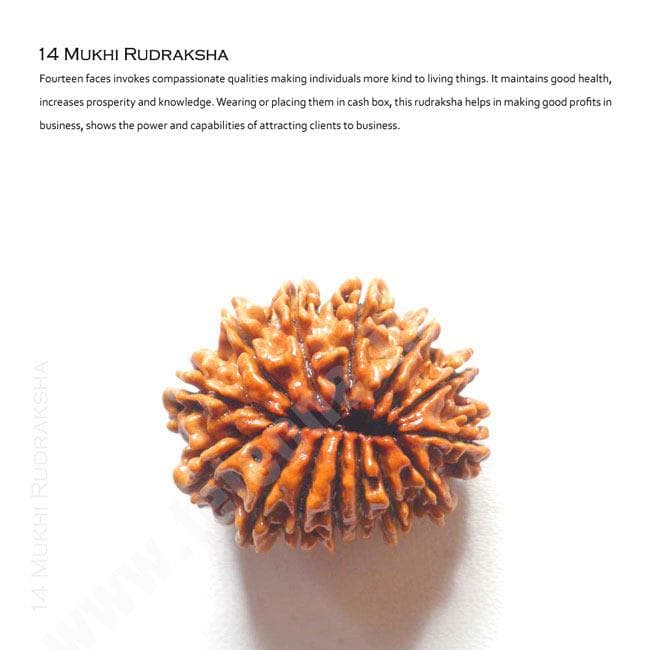 14 Mukhi Rudraksha