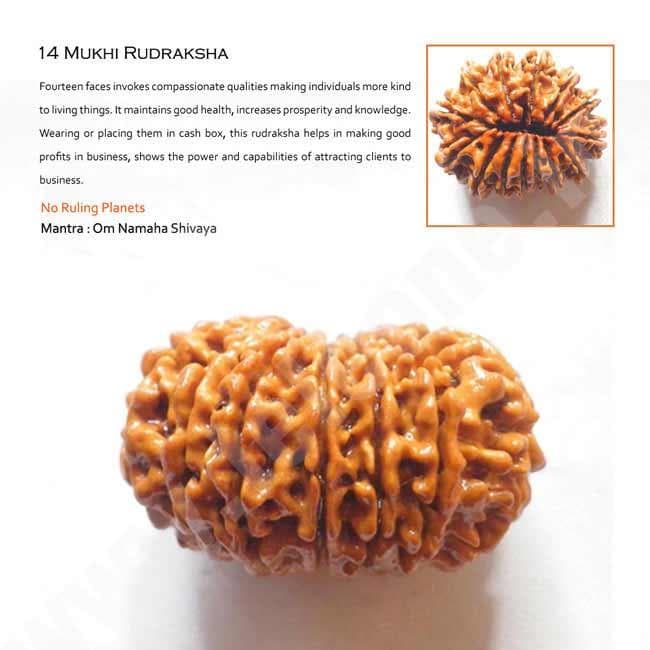 14 Mukhi Rudraksha