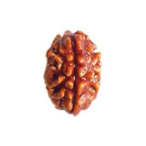 2 Mukhi Rudraksha