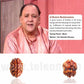 2 Mukhi Rudraksha