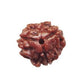 3 Mukhi Rudraksha