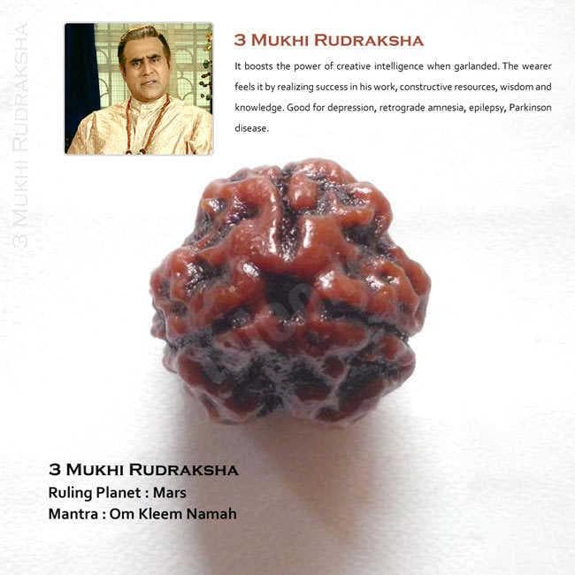 3 Mukhi Rudraksha