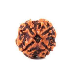 4 Mukhi Rudraksha