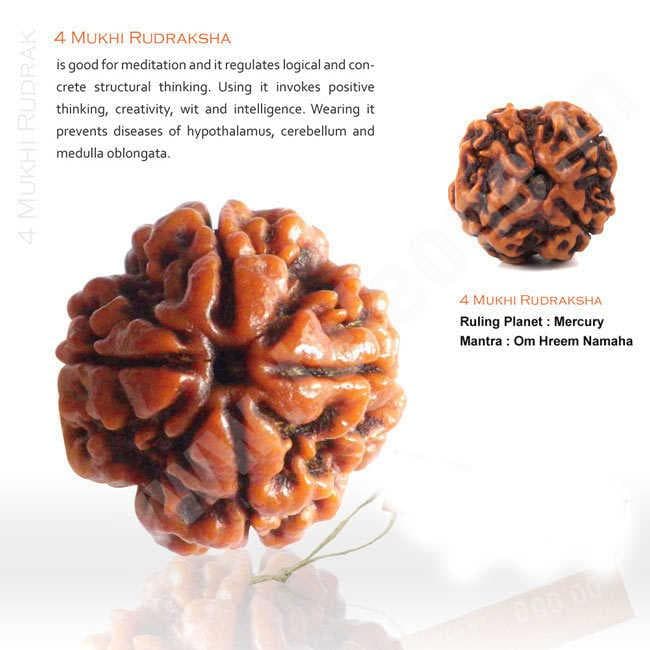 4 Mukhi Rudraksha