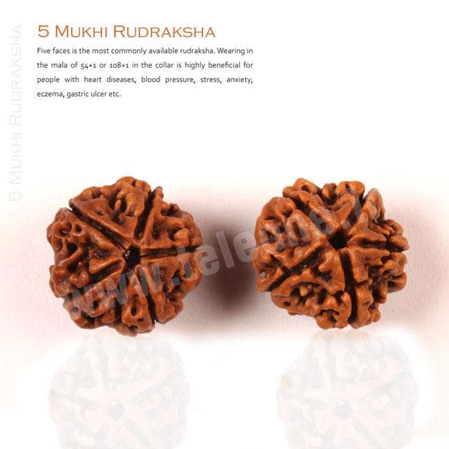 4 Mukhi Rudraksha