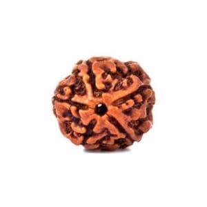 5 Mukhi Rudraksha