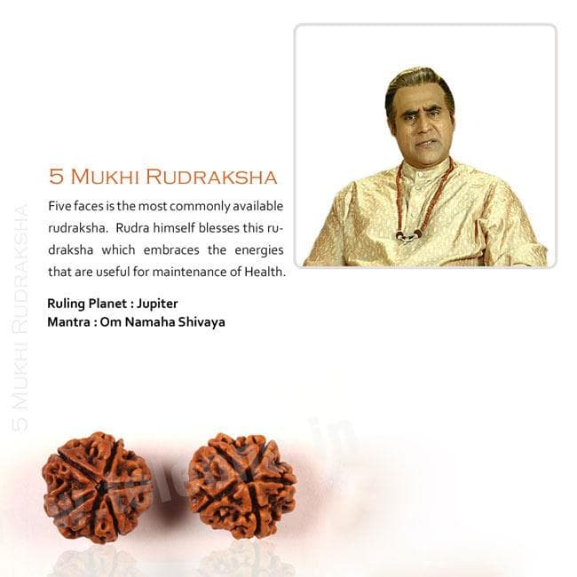 5 Mukhi Rudraksha
