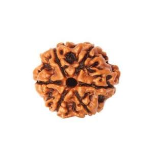 6 Mukhi Rudraksha