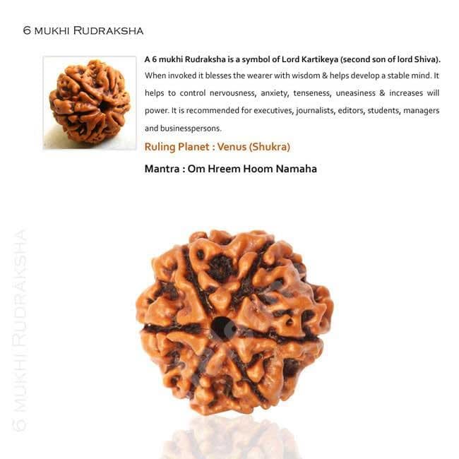 6 Mukhi Rudraksha