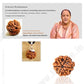 6 Mukhi Rudraksha