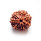 7 Mukhi Rudraksha