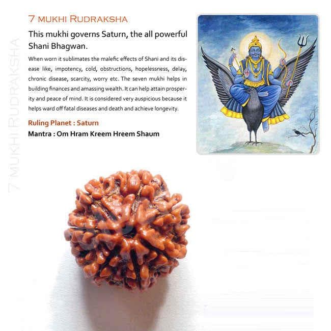 7 Mukhi Rudraksha