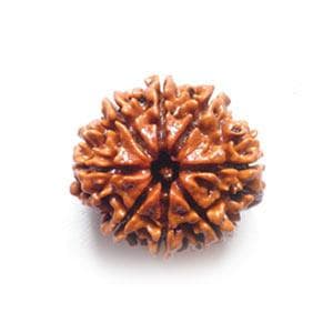 8 Mukhi Rudraksha