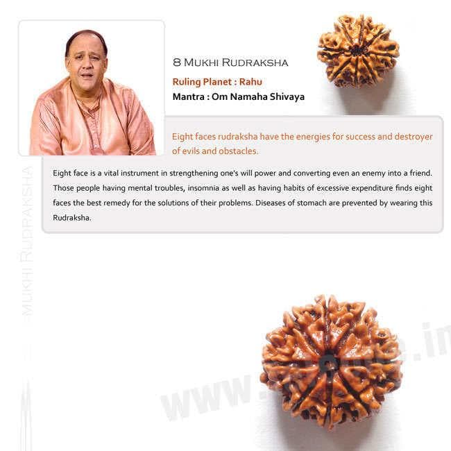 8 Mukhi Rudraksha
