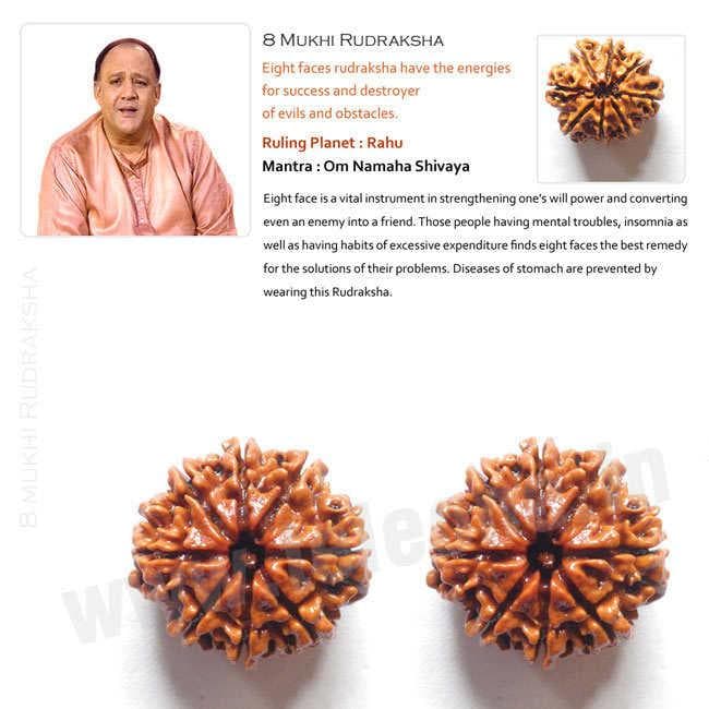8 Mukhi Rudraksha