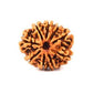 9 Mukhi Rudraksha