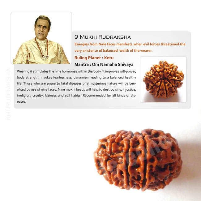 9 Mukhi Rudraksha