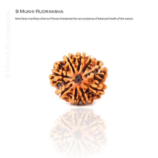 9 Mukhi Rudraksha