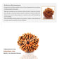 9 Mukhi Rudraksha